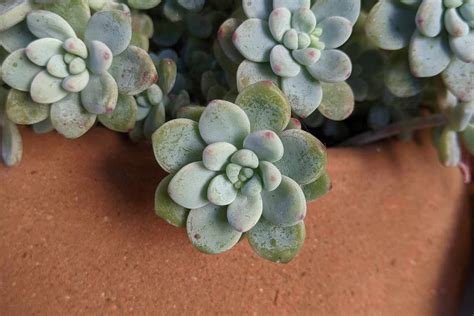 Sedum Clavatum Succulent Care Succulentdotcare