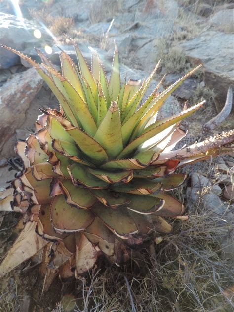 African Plants A Photo Guide Aloe broomii Schönland