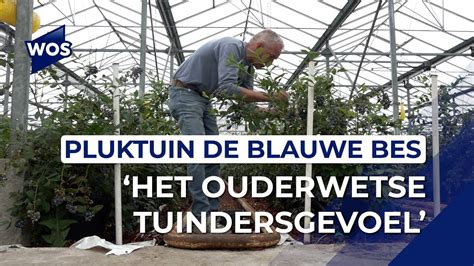 Blauwe Bessen Kweker Laat Bezoeker Zelf Plukken YouTube