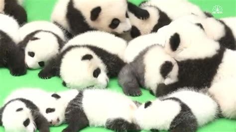 23 Cute Giant Panda Cubs Make Mass Public Debut - NBC News