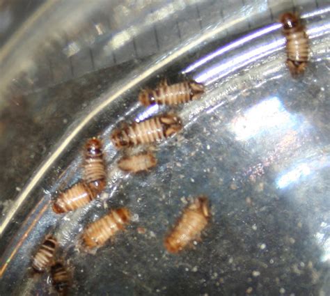 Bed Bug Larvae Vs Carpet Beetle Larvae | BangDodo