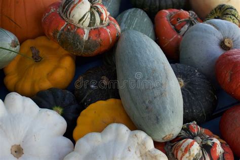 Variedad De Calabazas Y Calabazas Foto De Archivo Imagen De Noviembre