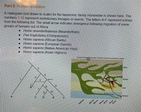 Part II: Human evolution A cladogram (not drawn to | Chegg.com