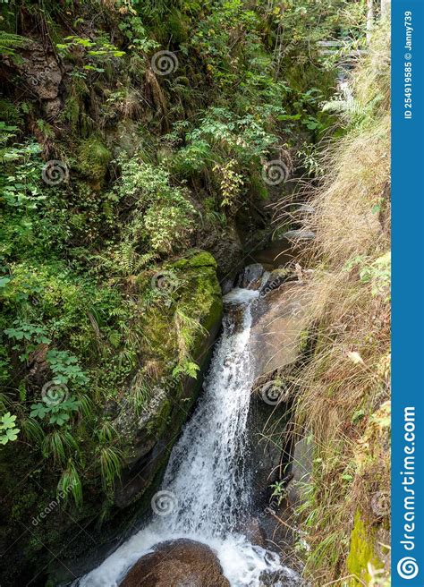 Waterfall in the Black Forest, with Trees, Rocks and Ferns Stock Image ...