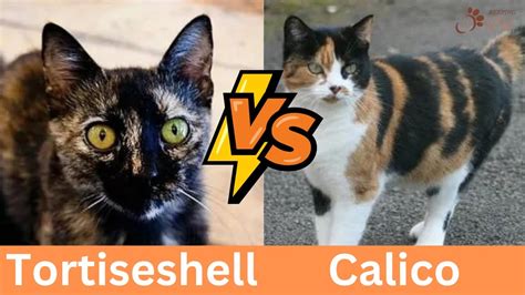 Calico Cat Vs Tortoiseshell Top 10 Differences Of Feline Beauty Youtube