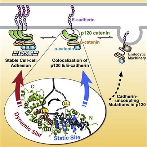 Dynamic And Static Interactions Between P Catenin And E Cadherin