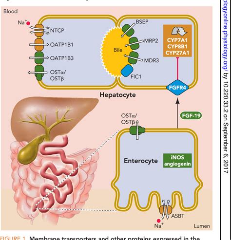 Figure 1 From The Role Of FXR In Disorders Of Bile Acid Homeostasis