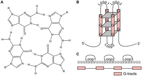 The G4 Dna Structure And Motif A Structure Of A G Quartet The Download Scientific Diagram