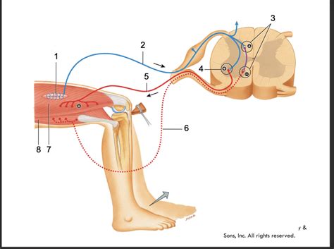 Patellar Reflex Arc Diagram Quizlet