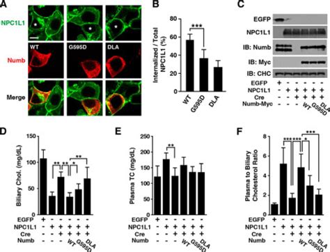 The Clathrin Adaptor Proteins Arh Dab And Numb Play Distinct Roles