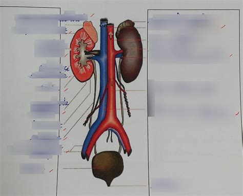 Diagramme De Sch Ma Appareil Urinaire Quizlet