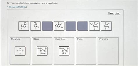 Solved Sort these nucleotide building blocks by their name | Chegg.com