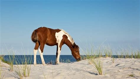 Assateague Island National Seashore - BeachesBaysWaterWays.org