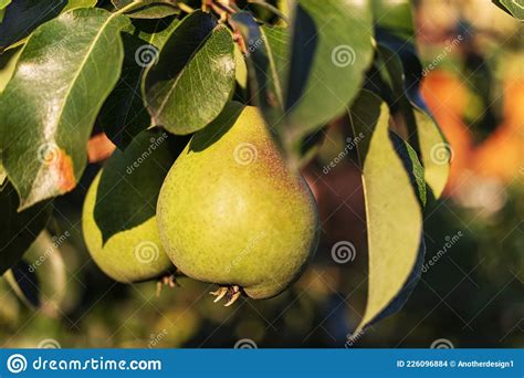 Pears On A Tree Branch Fresh Fruits On The Farm Growing Pears In