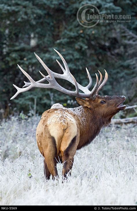 Bull Elk Bugling Photo NKU-5569