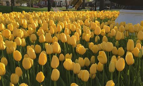 Pella Tulip Festival Begins Today - Northwest MO Info