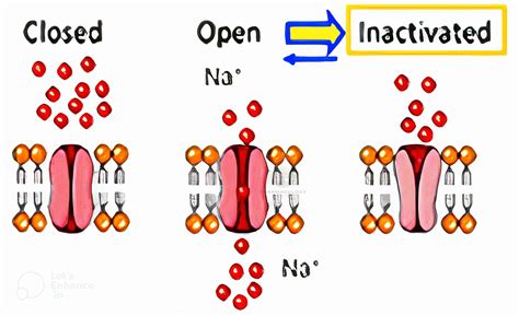 Sodium Channel Blockers Scbs Pharmacology Mentor