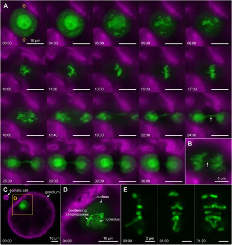 In Vivo Tracking Of Chromatin With H B Yfp During The First Embryonic