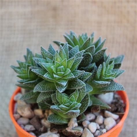 Crassula Frosty La Boutique Del Verde