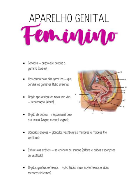 Solution Aparelho Genital Feminino Studypool