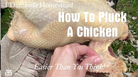 How To Scald And Pluck A Chicken Youtube