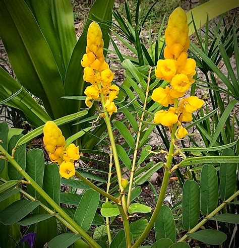 Yellow Candlestick Bush - Etsy