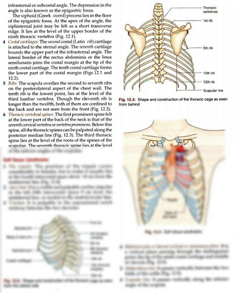 SOLUTION Surface Landmarks Of Thorax Studypool