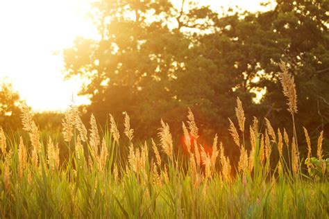 Images Gratuites Arbre La Nature Herbe Plante Le Coucher Du