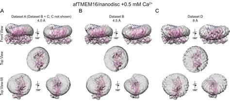 Figures And Data In Structural Basis Of Ca Dependent Activation And