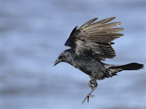 Crow Bird