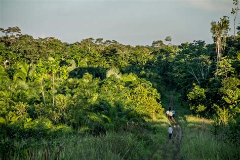 Los Desaf Os Para La Conservaci N De Los Bosques Tropicales Cifor