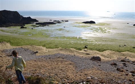 Les marées vertes une histoire bretonne Agriculture Littoral