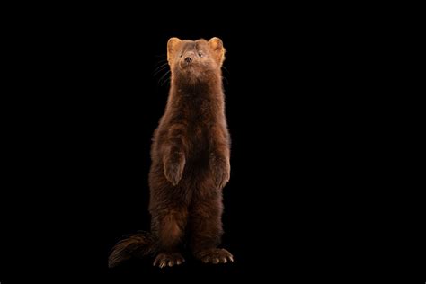 Ani107 00016 Joel Sartore