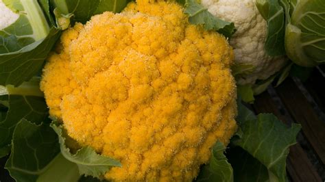 OpenFarm - Yellow Cauliflower