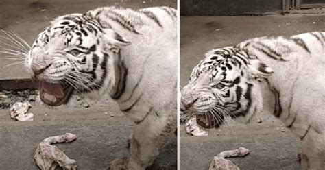 Youtube Viral Hombre Se Acerca A Jaula De Tigre Y Este Abre Su