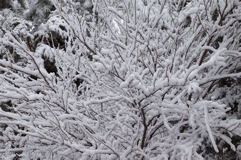 Free Images Tree Branch Frost Ice Weather Fir Season Spruce