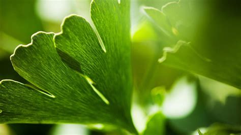 Les Bienfaits Du Ginkgo Biloba En G Lules Le Mag Naturavignon