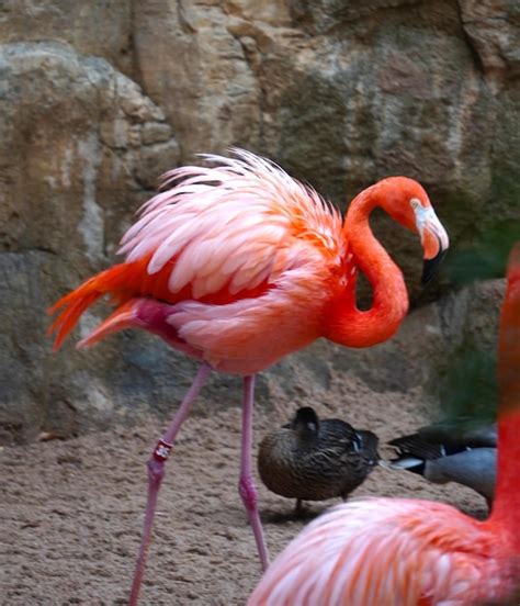 Premium Photo | Flamingo fluffing feathers