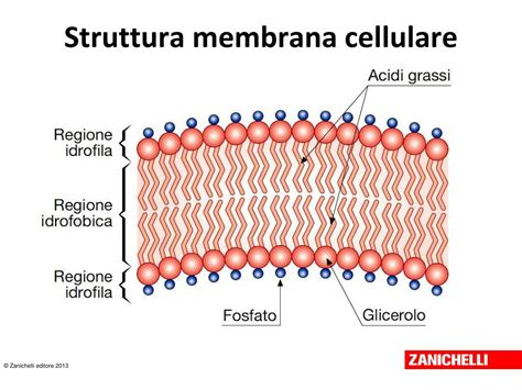 PPT I Due Livelli Di Organizzazione Classificazione La Cellula