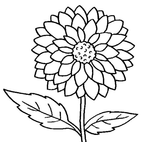 Dahlia Coloring Page