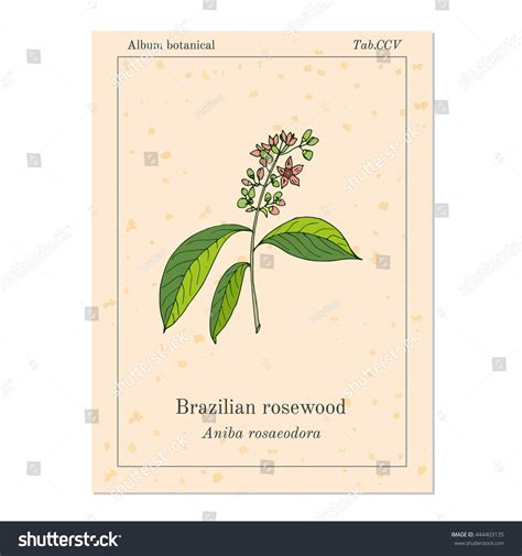 Aniba Rosaeodora Brazilian Rosewood Rosewoodtree Vector Stock Vector ...