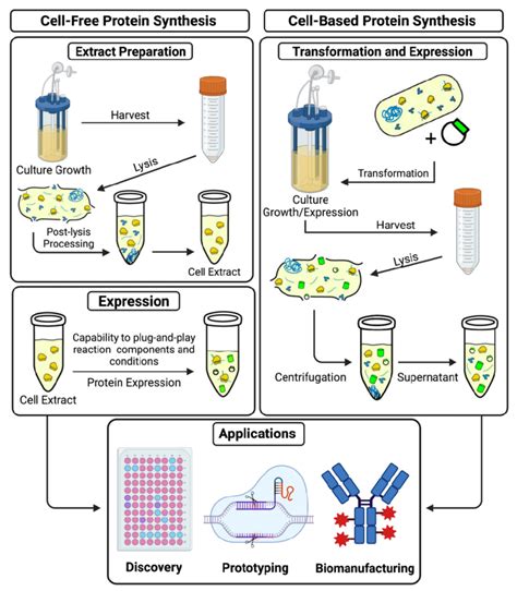 Cell-free and cell-based protein synthesis systems. The figure ...