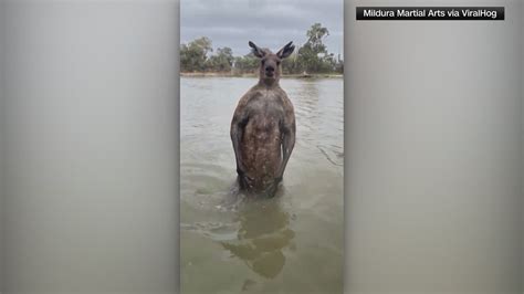 Aussie defends his dog against a kangaroo attack | kens5.com