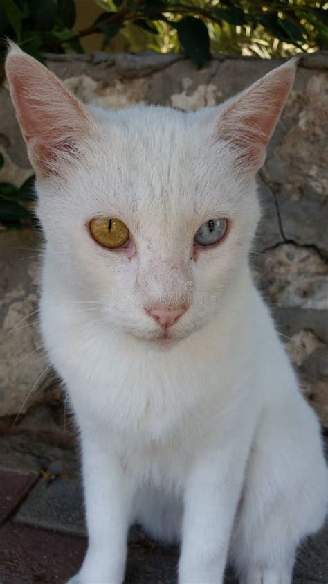 Gato Branco De Siemic Os Olhos Azuis E Verdes Foto De Stock