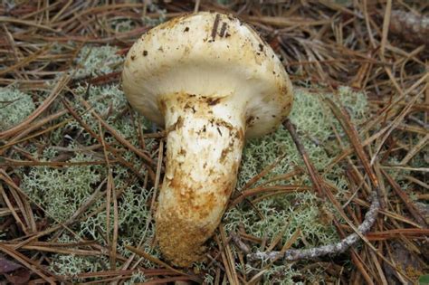 American Matsutake: Identification, Foraging, and Concerns - Mushroom ...