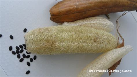 Cómo cultivar una esponja vegetal o luffa Huerta del Corneja