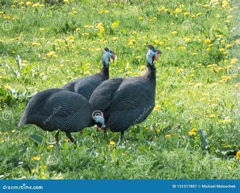 African Chickens In A Meadow Stock Image Image Of Chicken Baby