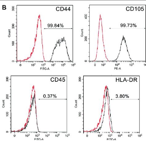 Characterization Of Mscs And Msc Membranes A Bright Field