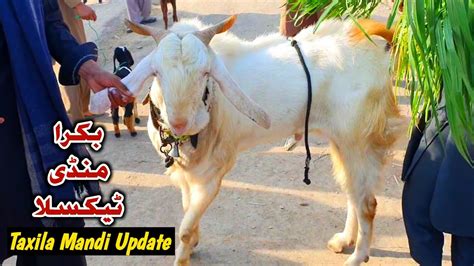 Friday Bakra Mandi Taxila Latest Update 24 February 2023 YouTube