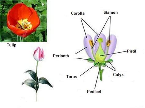 Flower Structure | Functions of Flower Parts